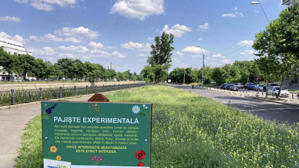 Pajiște experimentală cu 15 specii de plante în mijlocul Bucureștiului. Unde va putea fi văzută