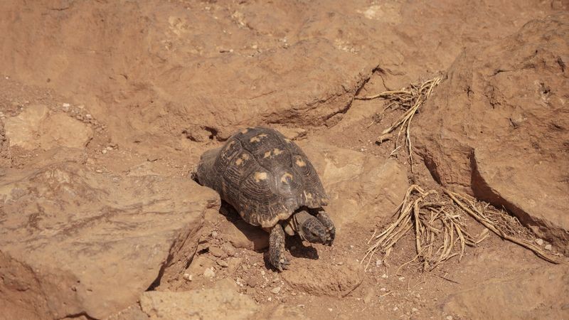 Singurele dune care mai există pe litoralul românesc sunt nisipuri mișcătoare