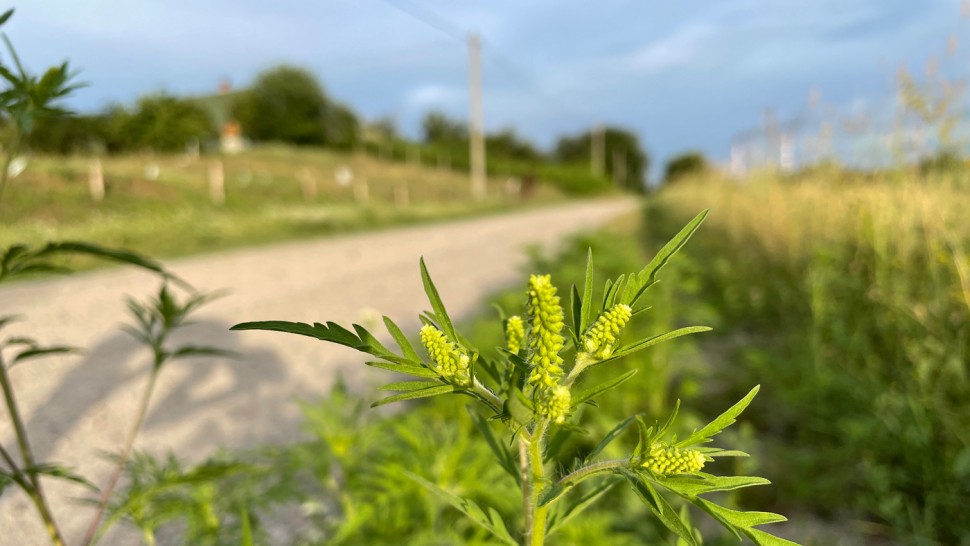 Niveluri alarmante de polen de ambrozie în aerul din România. Chiar și nealergicii pot fi afectați