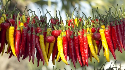 Ce se întâmplă în organism dacă mâncam zilnic un ardei iute. Un studiu a scos la iveală beneficiile inimaginabile