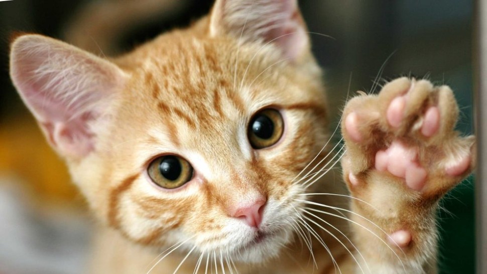 A apărut injecția contraceptivă pentru pisici