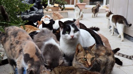 Alertă în Europa după ce pisicile mor pe capete Felinele afectate de coronavirus și gripa aviară