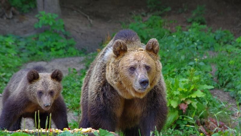 Urșii periculoși pot fi împușcați imediat. Amenzi uriașe pentru cine îi hranește. Ministrul Mediului anunță garduri electrice