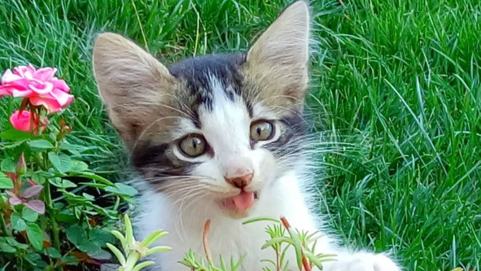 Cum alegem animalul potrivit pentru familia noastră. 7 sfaturi pentru decizia corectă