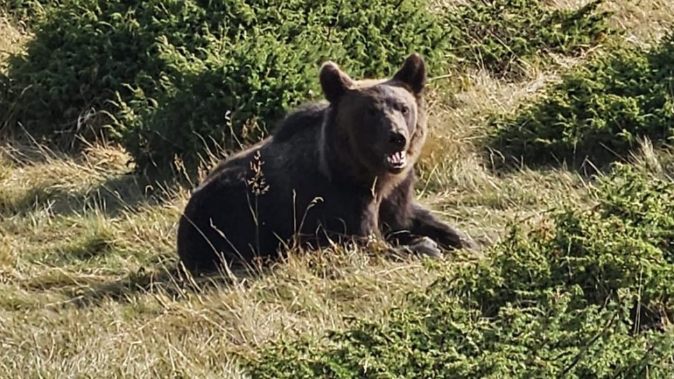 După o lună de urmăriri ca în filme ursul Rambo din Ploiești a fost prins și dus în pădure