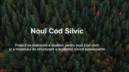 Noul Cod Silvic al României lansat în dezbatere publică Care sunt cele mai importante prevederi