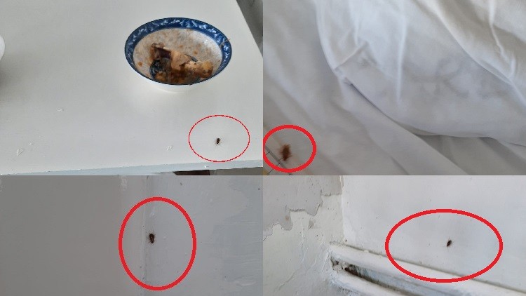 Gândaci și scandal la spitalul din Slatina. Prefectul nu a fost lăsat să intre