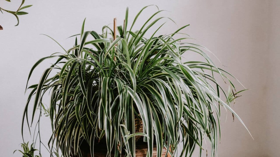 Plante care cresc nivelul de oxigenul din casă. Orice persoană are nevoie de ele