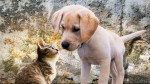 Majoritatea românilor dețin animale de companie 8211 571. Ce preferă între câini și pisici