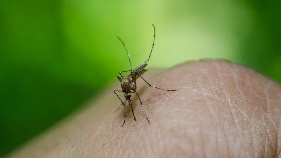 Bărbat din Dolj confirmat cu virusul West Nile. Medicii atrag atenția asupra înțepăturilor de insecte