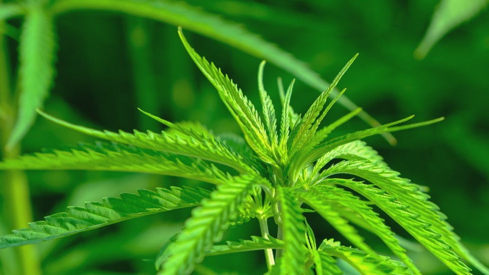 Canabisul nu a salvat Olanda de recesiune. Germania dă undă verde legalizării acestui drog