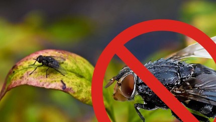 Produse naturale care alungă muștele și alte insecte. Se pot folosi eficient în loc de insecticide