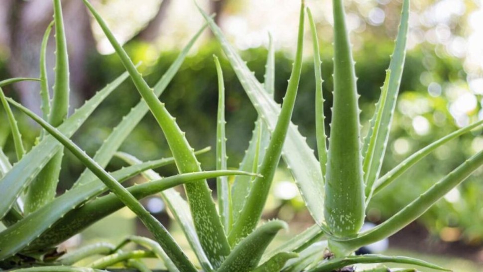 Preparate naturale din aloe vera. Pentru ce se folosește fiecare