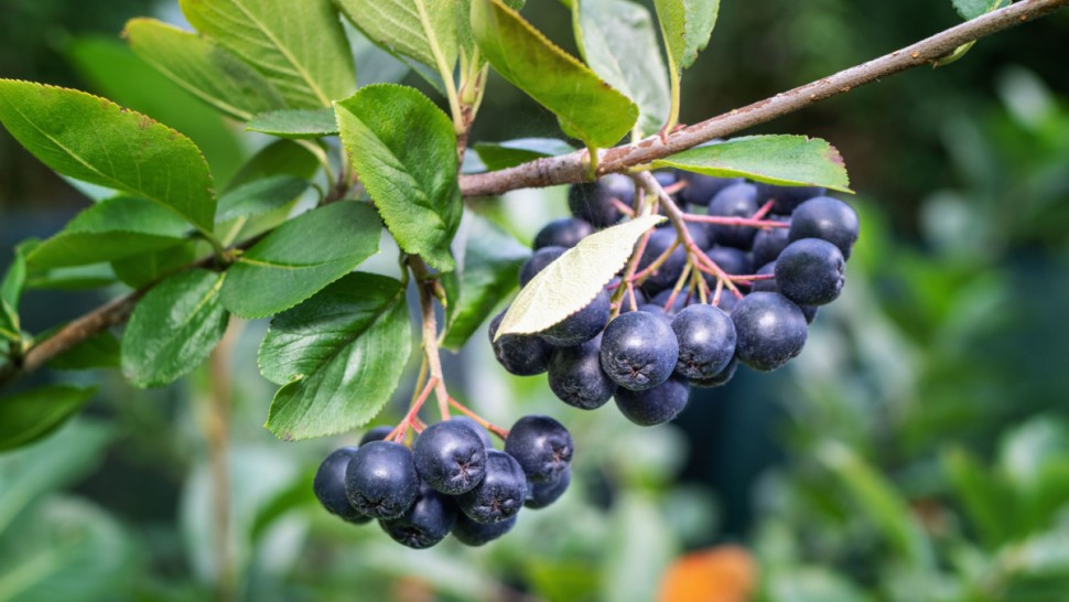 Beneficiile fructelor de aronia. Întăresc sistemul imunitar