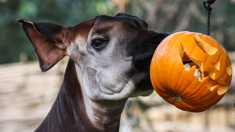 Mâncare de Halloween la Zoo din Londra. Cum au reacționat animalele