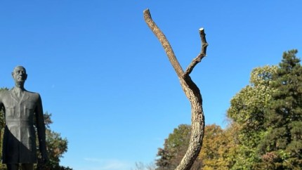 Aniversarea a 53 de ani de istorie a familiei Iris în industria florilor. Nicu Bocancea sărbătorește prin manifestele Fii boboc de Iris