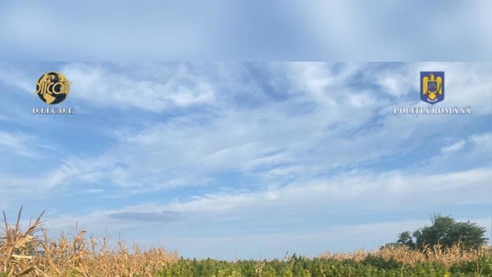O cultură uriașă de cannabis descoperită într-un lan de porumb din Neamț. Au fost ridicate 12 tone de plante interzise