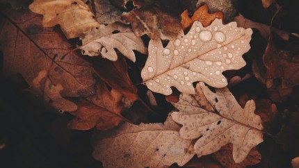 Vin ploile și frigul. Prognoza ANM pentru următoarele două săptămâni