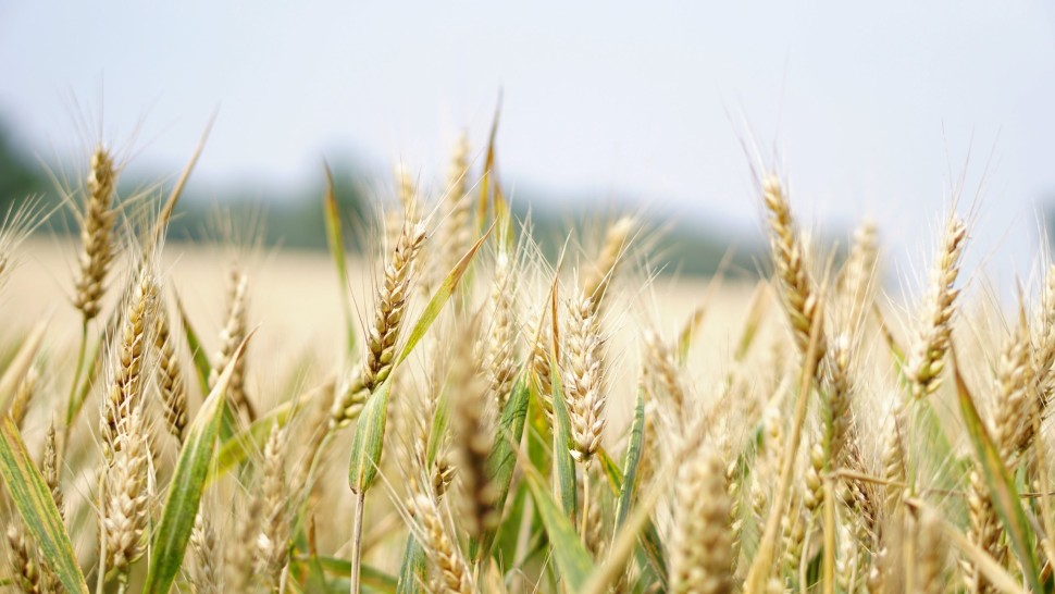 Mișcarea strategică pentru agricultura românească. Vor fi folosite și gazele din Neptun Deep