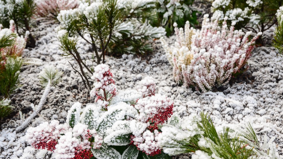 Plante de ghiveci care merită să fie aduse în casă încă din luna noiembrie. Nu le place frigul deloc