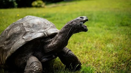 Jonathan cel mai bătrân animal din lume. Are aproape 200 de ani și deține două recorduri mondiale VIDEO