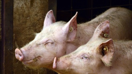 Anunțul momentului privind porcul de Crăciun Ministrul Agriculturii mesaj pentru români Porcul nu trebuie să fie interzis în gospodărie VIDEO