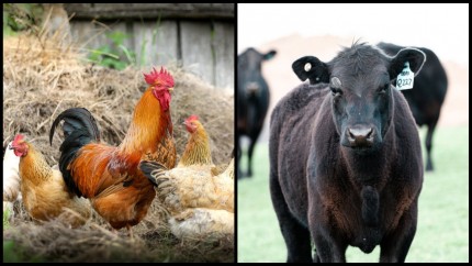 Sprijin pentru fermierii afectați de criza războiului din Ucraina Se dau bani pentru crescătorii de păsări și de bovine din România