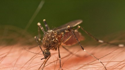 Totul despre virusul Zika boala transmisă prin înțepătura unor țânțari. Despre ce este vorba și care sunt simptomele