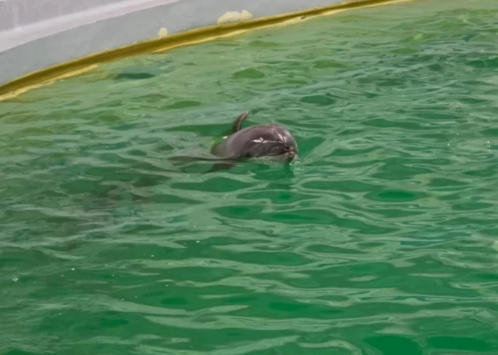Pui de delfin