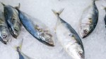 Atenție la peștele pe care-l cumpărați Recomandări din partea ANPC
