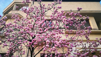 Harta Magnoliilor din București. Cum a apărut ideea și cine a monitorizat frumoșii arbori care înveselesc orașul primăvara