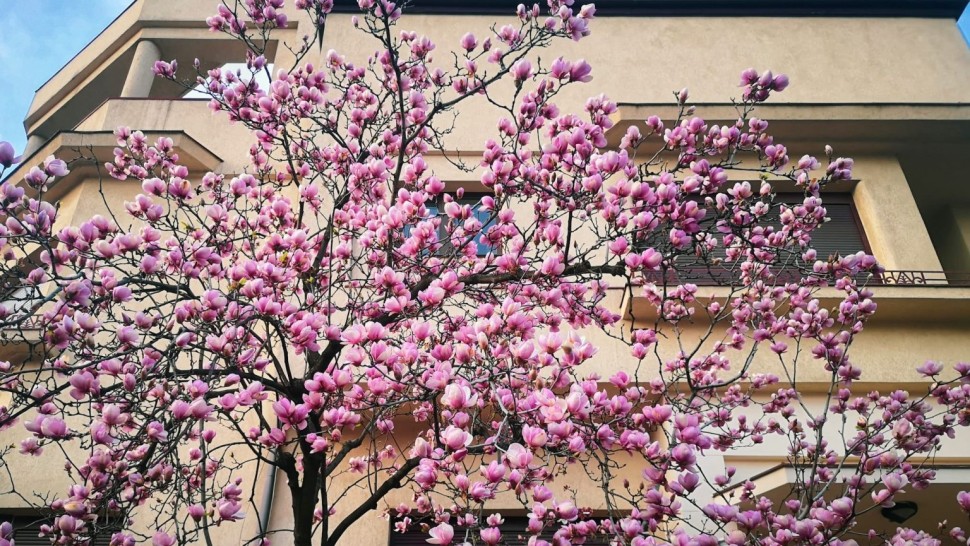 Harta Magnoliilor din București. Cum a apărut ideea și cine a monitorizat frumoșii arbori care înveselesc orașul primăvara