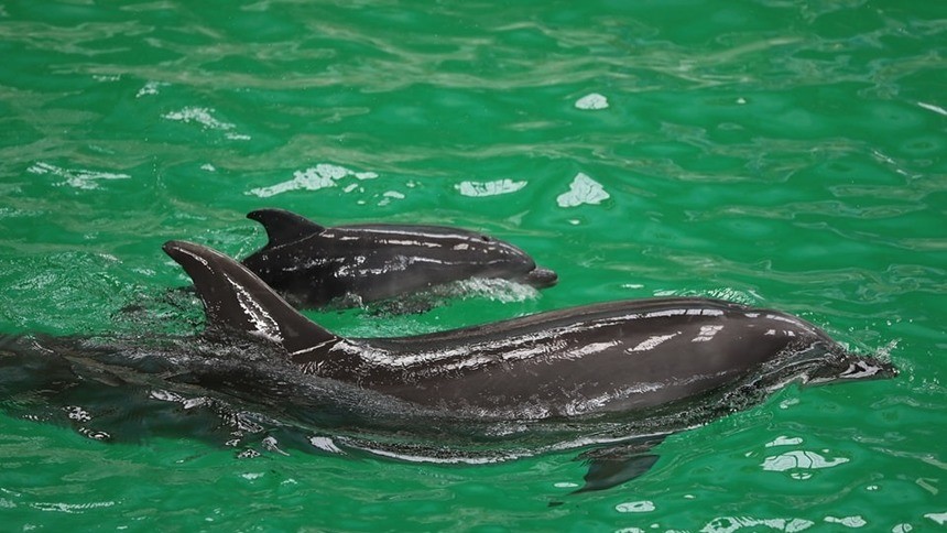 S-a născut primul pui de delfin în captivitate la Delfinariul din Constanța. Tatăl este din Ucraina | VIDEO  FOTO