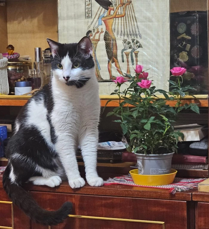Dan Podaru, candidat la Primăria Sectorului 1, luptă pentru salvarea animalelor și vrea construirea unui hotel pentru acestea: 