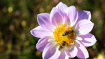Plante care atrag albinele în grădină. Printre ele se numără gălbenelele