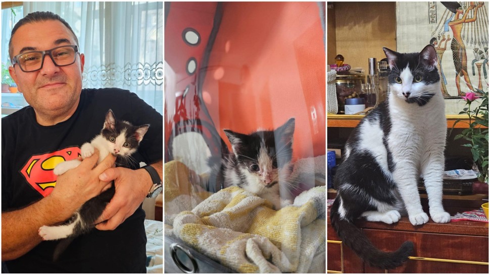 Dan Podaru candidat la Primăria Sectorului 1 luptă pentru salvarea animalelor și vrea construirea unui hotel pentru acestea Putem să avem grijă și de câinii sau pisicile fără adăpost