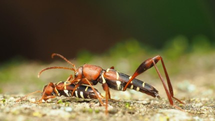 O specie de insectă din SUA a ajuns în România. Cât de periculoasă este