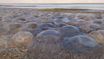 Marea Neagră amenințată de invazia meduzelor. Legătura cu războiul din Ucraina