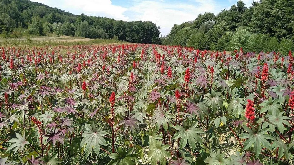 Planta care îi poate îmbogăți pe agricultori aduce zeci de mii de euro pe un singur hectar
