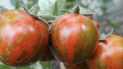 Rapsodia noua tomata cherry tricoloră. S-a lucrat la ea 20 de ani