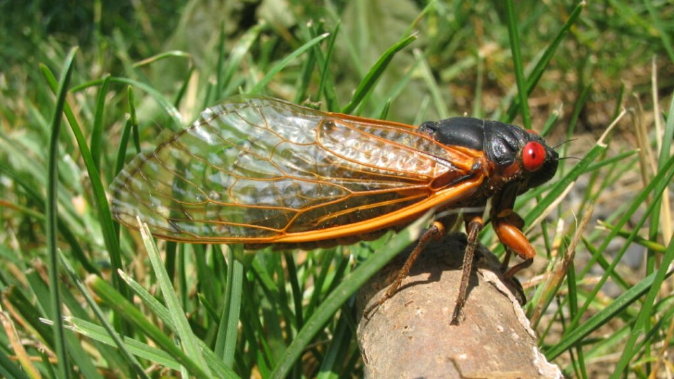 Lucruri mai puțin cunoscute despre cicade. Ce reprezintă ele