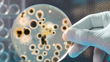 Un nou microb face ravagii în aerul din România. Societatea Română de Alergologie dă alerta