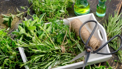 Planta populară care poate ucide bacteriile pe loc. Multe gospodine o folosesc în bucătărie