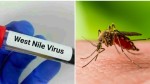 Virusul West Nile raportat în 12 ţări europene inclusiv România. Avertisment al experților care sunt simptomele