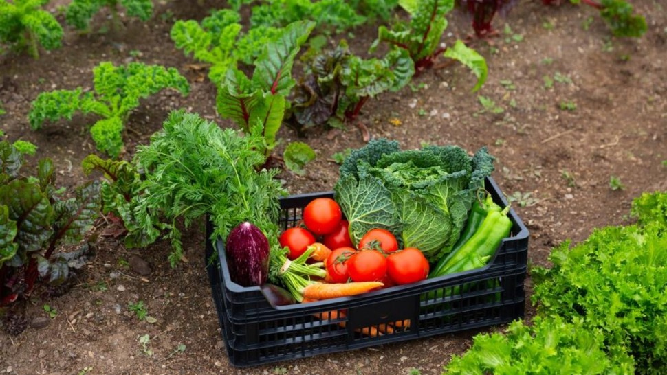 Fructe și legume de consumat în luna Iulie. Sunt mai gustoase și sănătoase