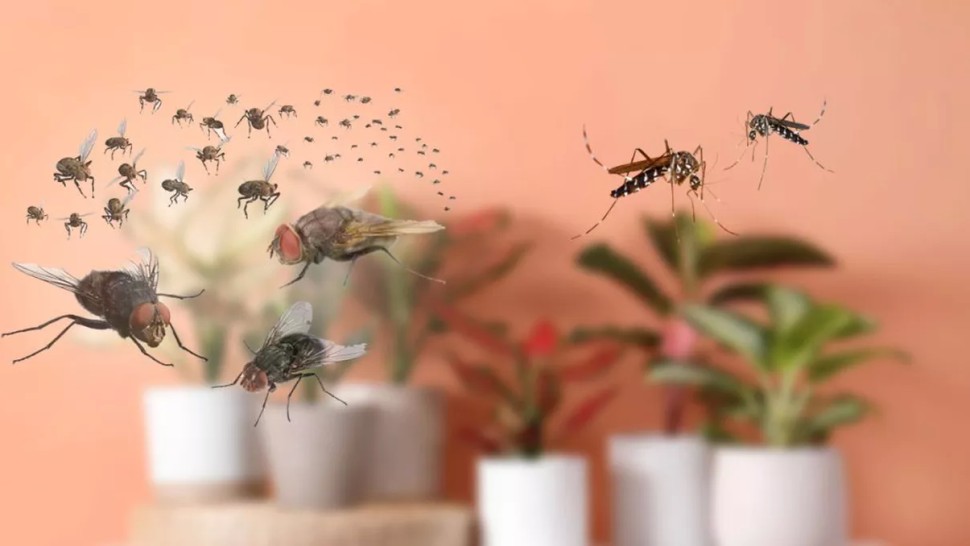 Plante care țin insectele departe. Lavanda este una dintre ele