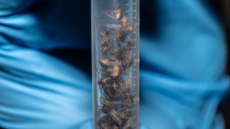 Virusul West Nile confirmat în patru sectoare din Capitală. Simptomele care ar trebui să ne alarmeze