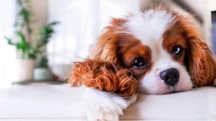 Casa de modă DolceGabanna suprinde de nou. Cât costă parfumul pentru animalele de companie