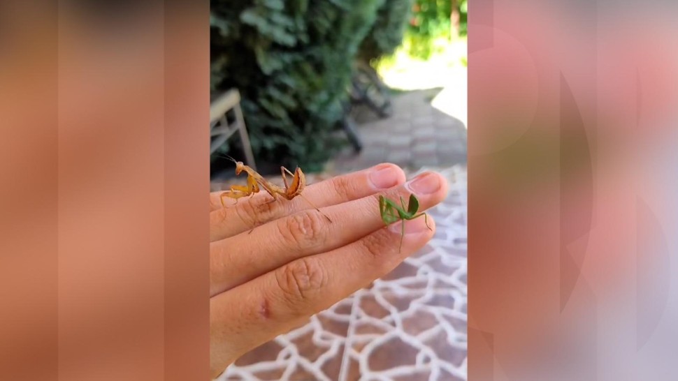 Invazie de călugărițe în Capitală. Insectele devin periculoase dacă sunt amenințate
