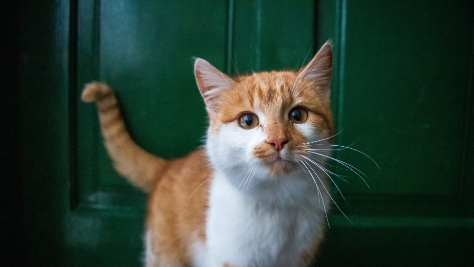 De ce urăsc pisicile ușile închise. Sfatul veterinarului